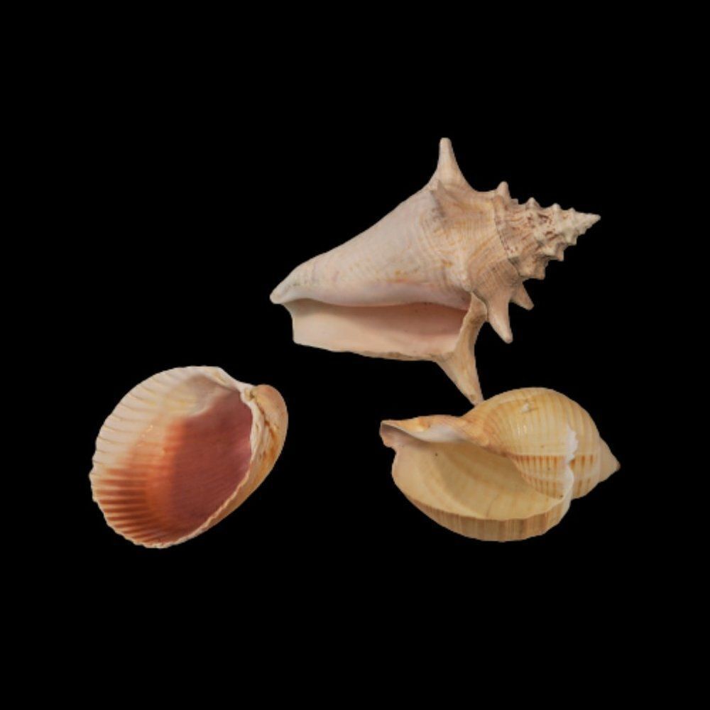 Seashells Decorative Lot Of 3 Shells Conch Atlantic Cockle Tonna Shell